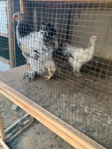 Poulets herminé