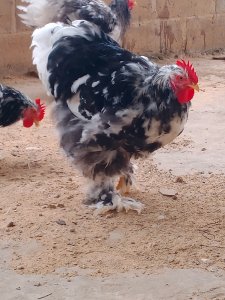 Poule cochin noir caillouté d'ornement