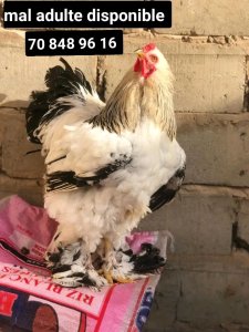 Poulet Mal brahman herminé noir