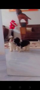Chien Bichon disponible