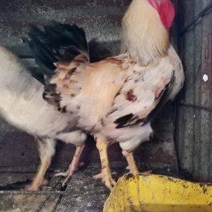 Poulets locale améliorer goliath