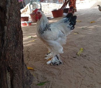 Poulet Male Hermine