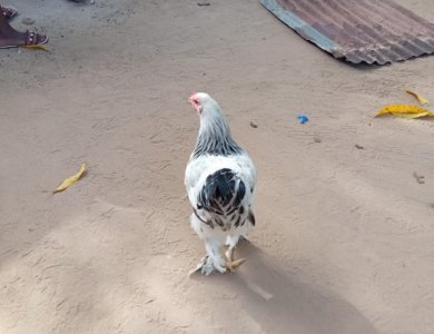 Poulet Jeune mâle Hermine
