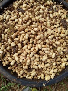 Arachides à Thiès - 1000 Fcfa  kg