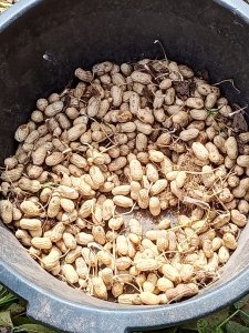 Arachides 1000f kg