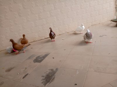 Pigeon 50 000 fcfa - Thies