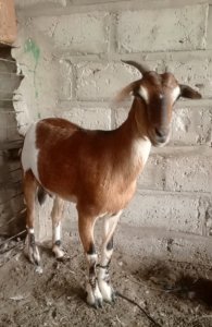 Chèvre 80 000 fcfa Thies