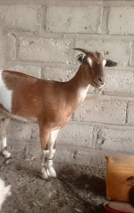 Chèvre 80 000 fcfa Thies