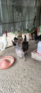 Poulet Goliath 8000 fcfa -Thies