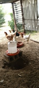 Poulet Goliath 8000 fcfa -Thies