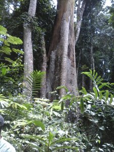 500 hectares de terrain agricole à louer à Mengang au Cameroun