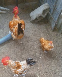 Poulet Goliath à Sagalkam - 7000 Fcfa
