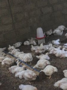 Poulet chair à Rufisque - 3500 Fcfa