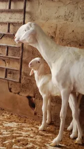 Mouton femelles et son agneau à Dakar - 250 000 Fcfa