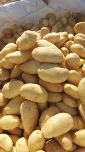 Semences pomme de terre au Sénégal - 7000 Fcfa