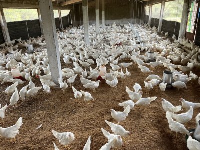 Poulettes pondeuses 4 mois au Sénégal Thiès  - 5000 Fcfa unité
