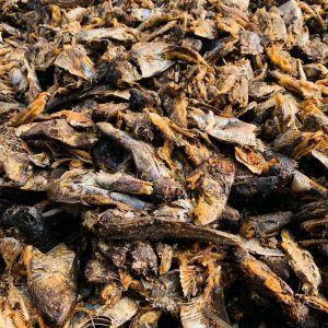 Farine de poisson au Sénégal - 265 Fcfa le kg