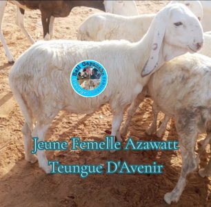 Jeune Mouton Femelle Tchadienne au Sénégal - 150 000 Fcfa