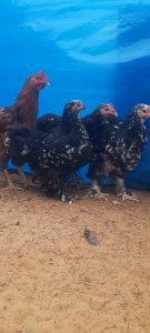 Vente poulet d'ornements au Sénégal 30 000 Fcfa