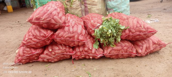 7000f Navet au Sénégal le sac de 25kg 7000Fcfa / 50 kg 14000f