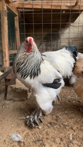 Poulet Male Brahma Herminé au Sénégal à Thiès - 80 000 Fcfa