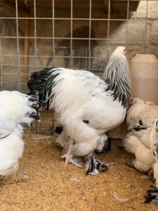 Poulet Male Brahma Herminé au Sénégal à Thiès - 80 000 Fcfa