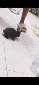 Vente Lapin ordinaire à Dakar - 4500 fcfa