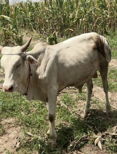 Vache à vendre au Sénégal Kaolack à 400 000 fcfa