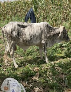Vache à vendre au Sénégal à Kaolack - 425 000 fcfa