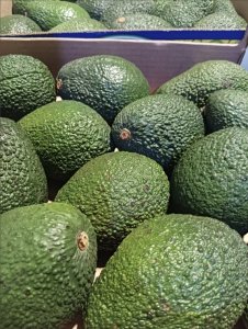 Avocat frais de Hollande, Belgique et Maroc