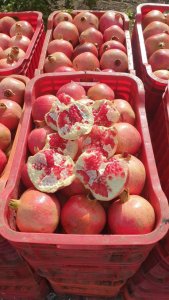 Fruits et Mégumes origine Marocaine