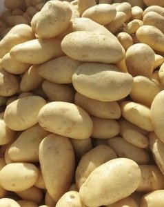 Semences pomme de terre au Sénégal - 7000 Fcfa