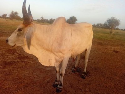 Bœuf au Sénégal à Kaolack - 230 000 Fcfa