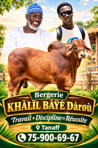Bœuf au Sénégal - 350 000 Fcfa