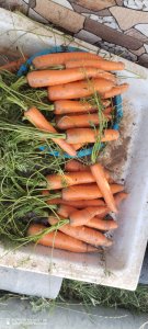 Carrote fraîche du Maroc