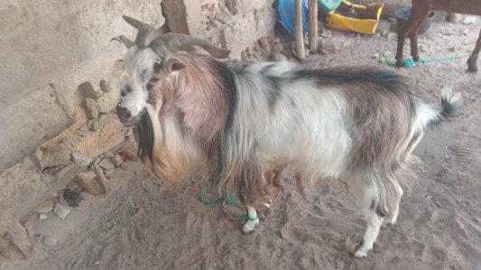 Chévre bouc kalahari à Diourbel - 150 000 Fcfa