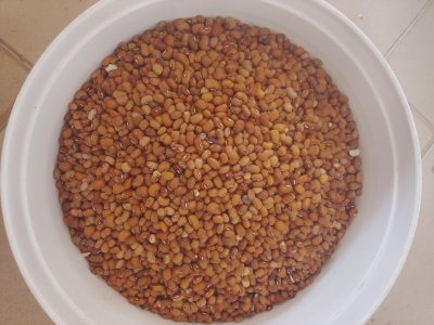 Nîébé haricot rouge au Sénégal