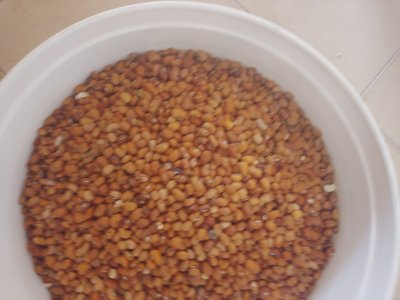 Nîébé haricot rouge au Sénégal