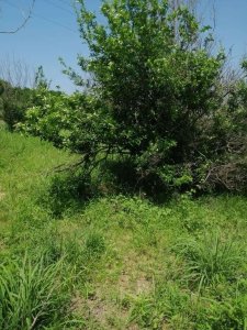 Terre agricole 3ha à Sintou Mbadane - 95 000 000 fcfa