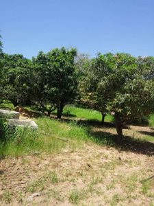 Terre agricole 3ha à Sintou Mbadane - 95 000 000 fcfa