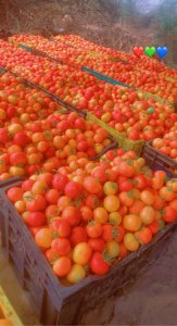 Tomates fraîches Sénégal  - 5000 fcfa