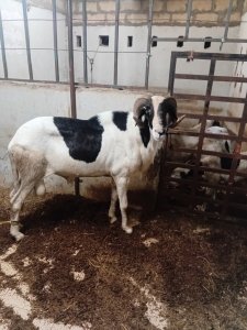Mouton Ladoum au Sénégal Thiès- 500 000 Fcfa