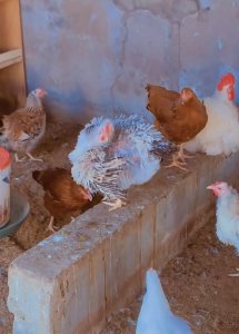 Poulet Goliath et poulets de chair Sénégal Diourbel
