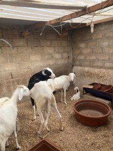 Mouton jeune male Ladoum  Sénégal - 320 000 fcfa