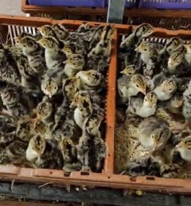 Pintadeaux Carton de 50 à  70.000 Fcfa