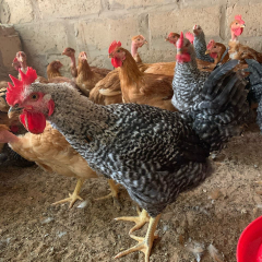 Khadim Sarr 2