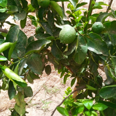 Mangue Sène