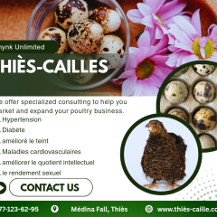 Thiès-caille Petitmbengue