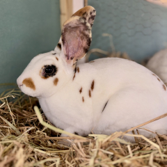 Cuniculture Senegalaise