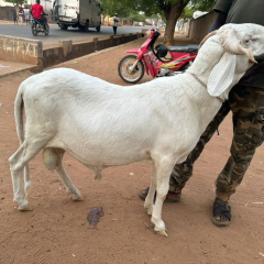 Bara Ndiaye